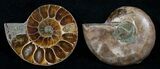 Small Desmoceras Ammonite Pair - #5943-1